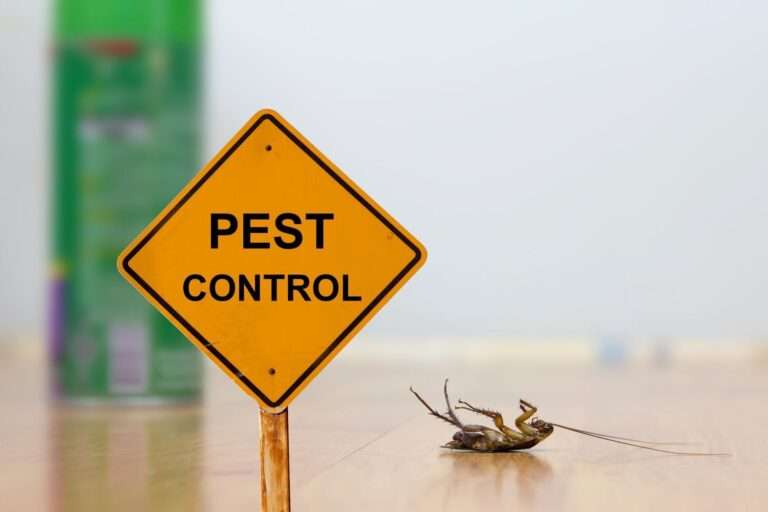 Get the Bugs Out | Pest Control Issues