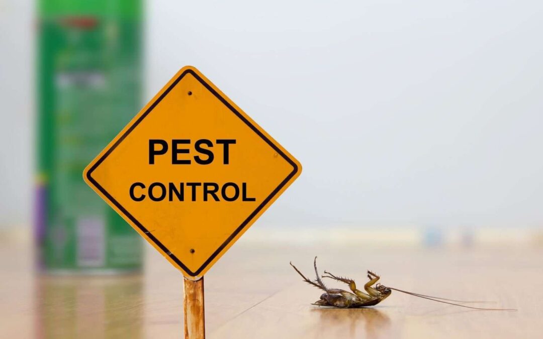 Get the Bugs Out | Pest Control Issues