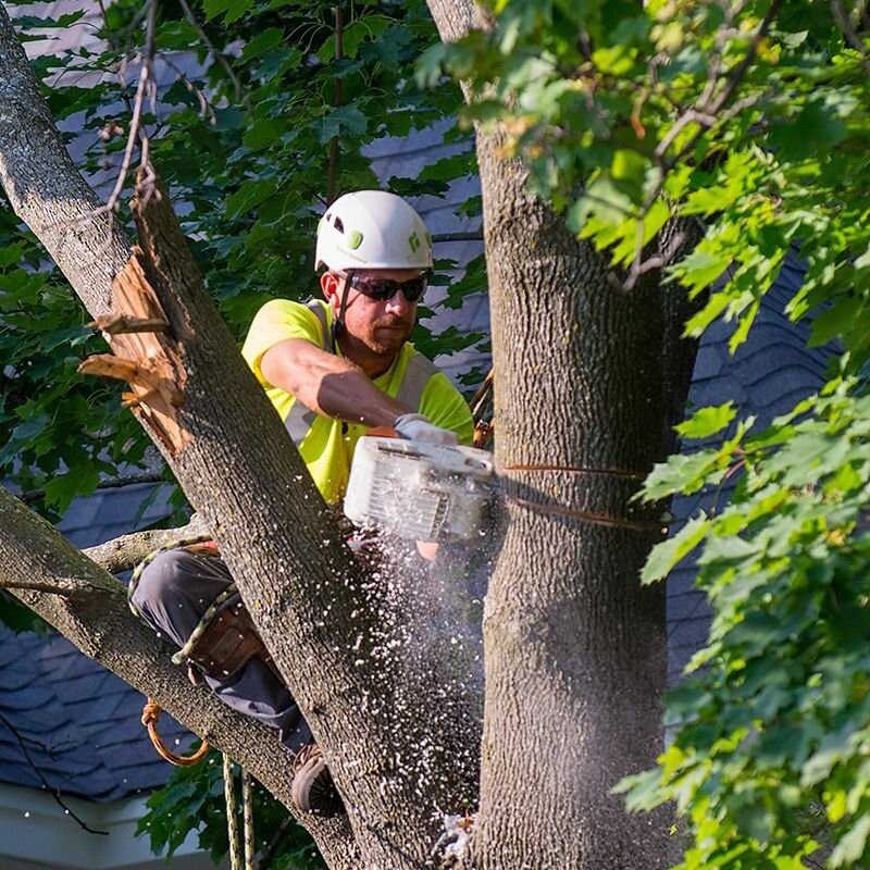 Tree+Trimming+Service