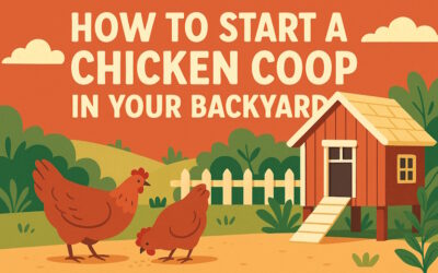 How to Start a Chicken Coop in Your Backyard