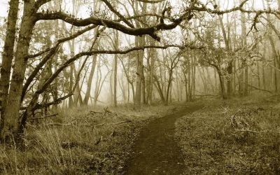 Spencer Butte Loop, Lane County