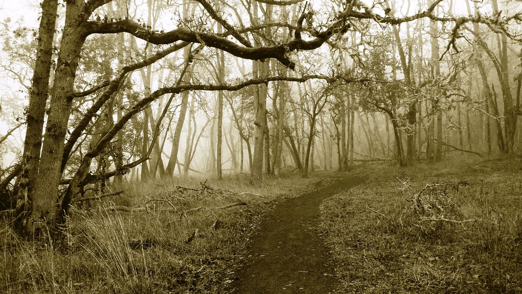 Spencer Butte Loop, Lane County