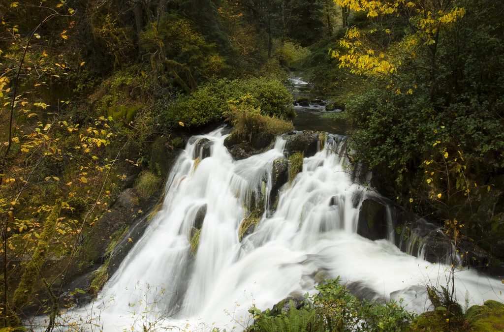 Sweet Creek Falls:, Lane County
