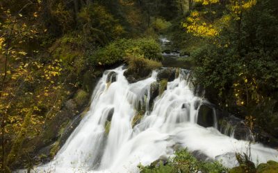 Sweet Creek Falls:, Lane County