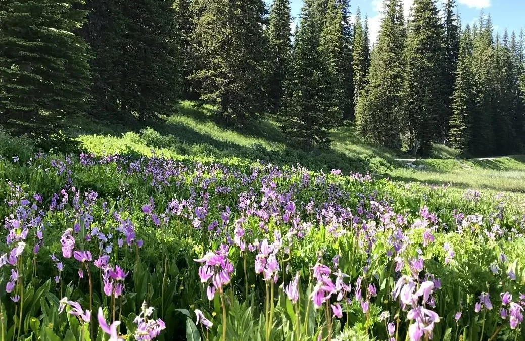 Lane County Wildflowers: 2027 Spring Bloom Recap