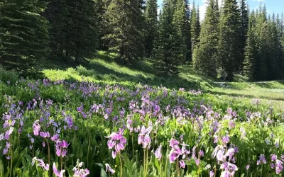 Lane County Wildflowers:, Lane County