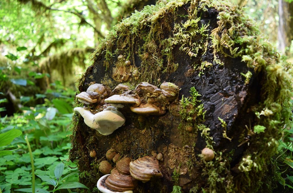 Brice Creek Trails: Hiking and Biking Guide