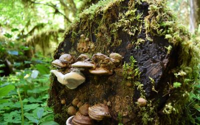 Brice Creek Trails:, Lane County