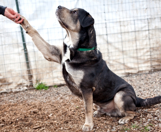 How to Apply for a Lane County Dog License